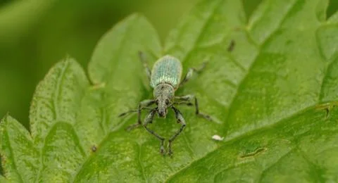 Turquoise weevil on a leaf, selective focus image Stock Photos