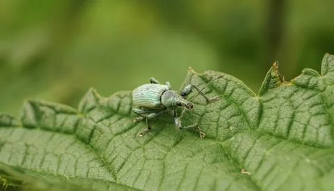 Turquoise weevil on a leaf, selective focus image Foto stock