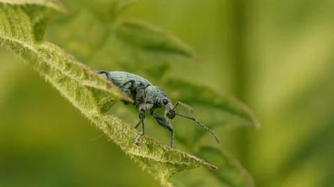 Turquoise weevil on a leaf, selective focus image Stock Photos