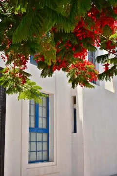Turquoise Window Frame with Red Blossoms on Whitewashed House in Fuerteventura Stock Photos
