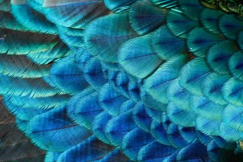 Turquoise wing feather Stock Photos