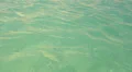 Turquose sea surface background HD Footage