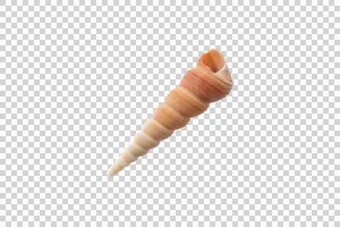 Turritella communis common tower shell isolated transparent png Stock Photos