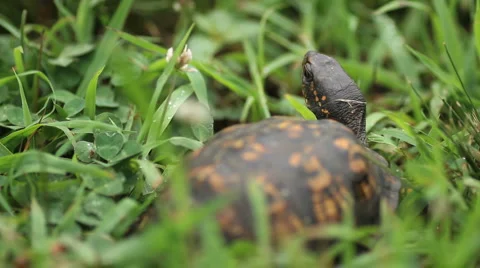 Turtal Video stock 6731962