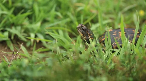 Turtal in Freshly Dewed Grass Video stock 6732059