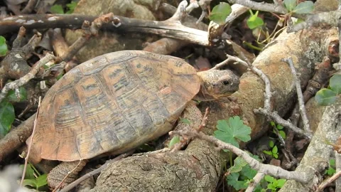 Turtle 01 Stock Footage 164637371