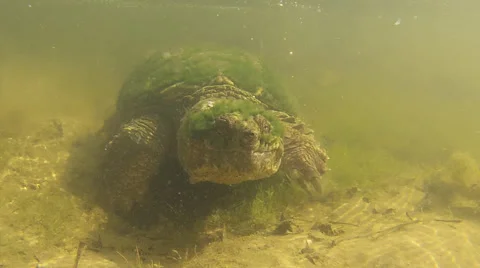 Turtle 03 스톡 동영상 65529654