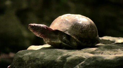 Turtle 1 Stock Footage 137679