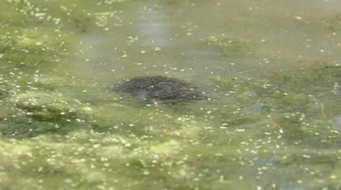 Turtle 1 Stock Footage 22843102