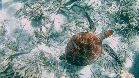 Turtle 1 Stock Footage 279305846