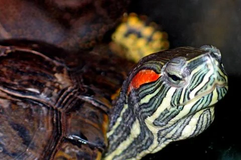 Turtle 1 Stock Photos