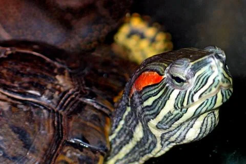 Turtle 1 Stock Photos