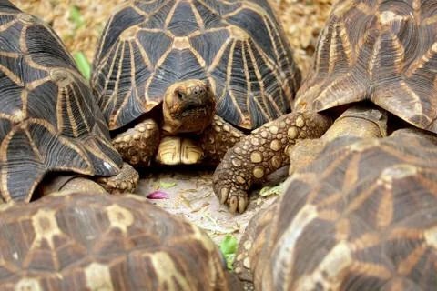 Turtle 1 Stock Photos