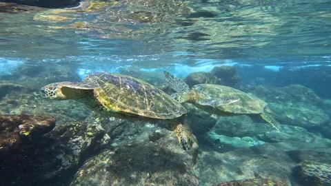 TURTLE 10 Stock Footage 247379907