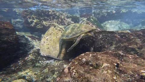 TURTLE 11 Stock Footage 247380107