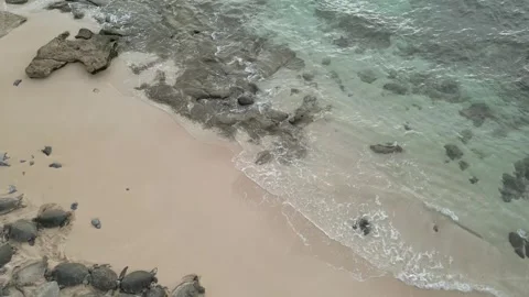 TURTLE 12 Stock Footage 247380082