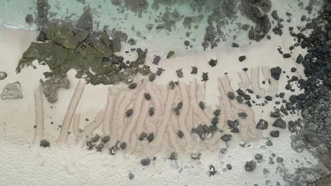 TURTLE 13 Stock Footage 247380113