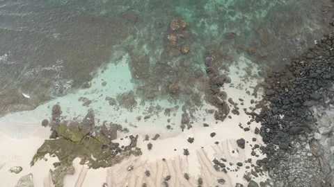 TURTLE 14 Stock Footage 247384988