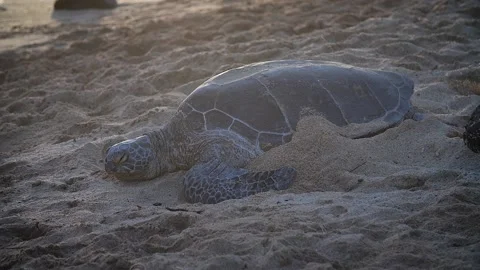 Turtle 176 Stock Footage 155495520