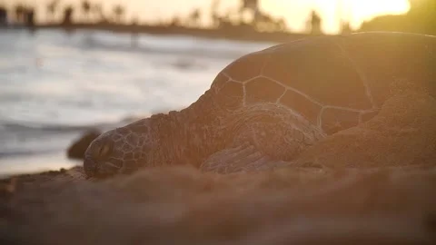 Turtle 177 Stock Footage 155495523