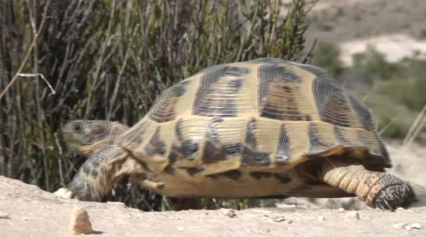 Turtle 2 Stock Footage 4278735