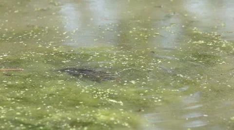 Turtle 2 Stock Footage 22843200