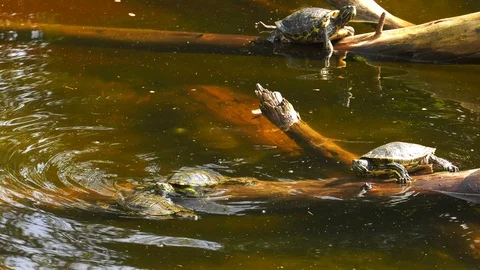 Turtle 2 Видео 102876610