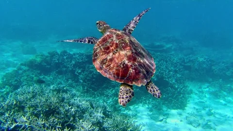 Turtle 2 Stock Footage 279306653