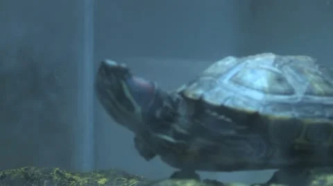 Turtle (2 Shots) Video stock 10862448