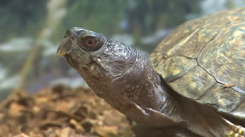 Turtle (3 of 3) Stock Footage 2949702