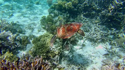 Turtle 3 Stock Footage 279310772