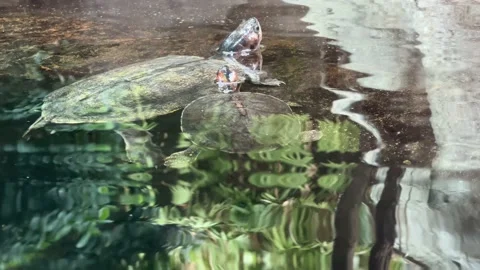 Turtle. 4K background video clip. Backdrop 4k footage. Stock Footage 204791527