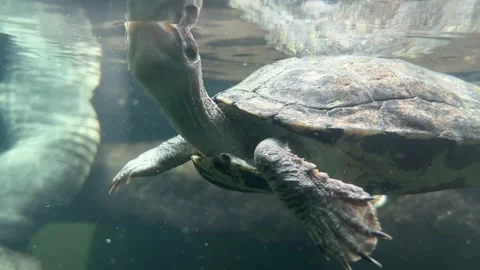 Turtle. 4K background video clip. Backdrop 4k footage. Stock Footage 204791652