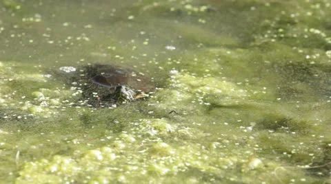 Turtle 5 Stock Footage 22856833