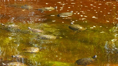 Turtle 5 Stock-Footage 102877219