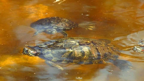 Turtle 6 Видео 102877333