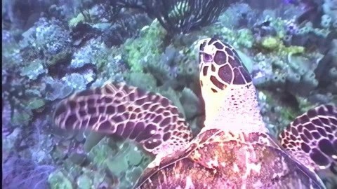 TURTLE 6 Video stock 306547666