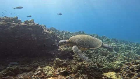 TURTLE 8 Stock Footage 247607863