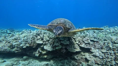 TURTLE 9 Stock Footage 247608296