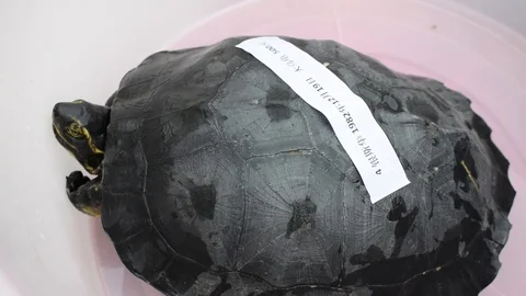 Turtle About to Get Sold with a Sticker on Its Back Video stock 90625107