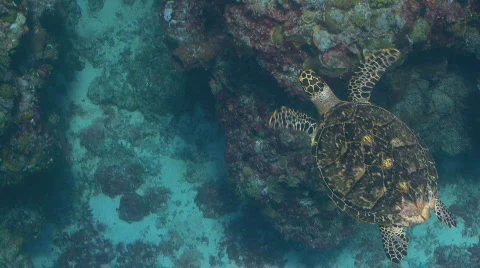 Turtle from above swimming Stock Footage 637996