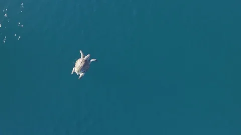 Turtle aerial 库存影片 86953042