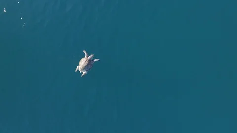 Turtle aerial Stock Footage 86953710