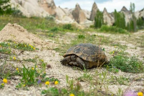 Turtle against the backdrop of the Cappadocia landscape, mountains and flowers Stock Photos
