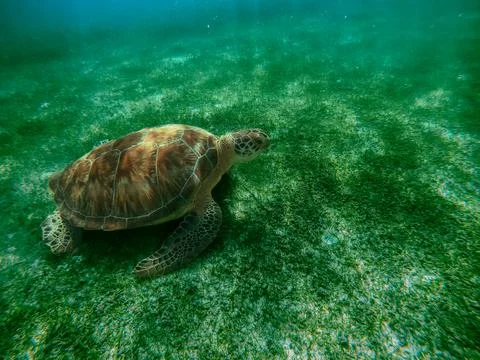 Turtle Akumal Bay Stock Photos