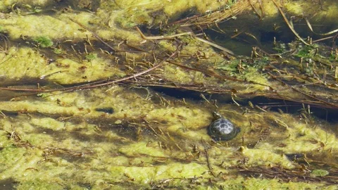 Turtle in the algae and reeds of the river Stock Footage 80079633