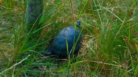 A turtle among the green grass in the forest is crawling to the lake. Vídeos de archivo 259159210
