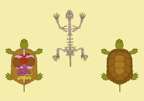 Turtle anatomy Stock Illustration