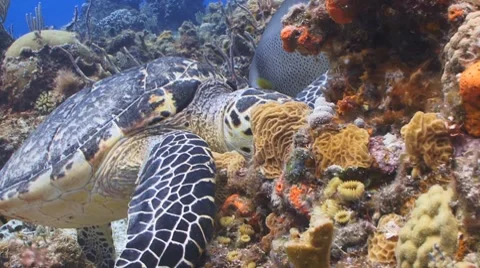 Turtle and Angelfish feeding Vídeo Stock 8563270
