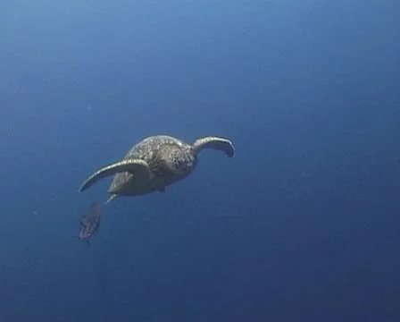 Turtle and Batfish swimming close to viewer Stock Footage 21081085